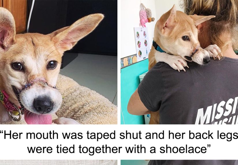 This Dog Ran Away From An Illegal Meat Farm In Bali, We Helped Her Heal And Found Her A Home
