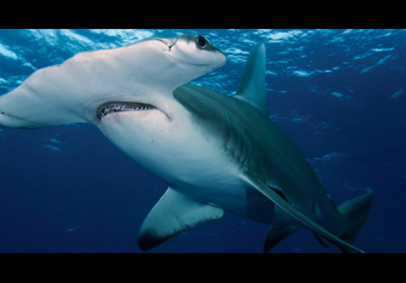Top 10 Incredible Sharks