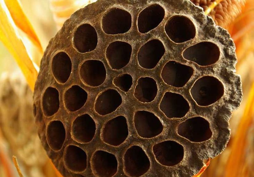 Trypophobia: Triggers, Causes, Treatment, and More