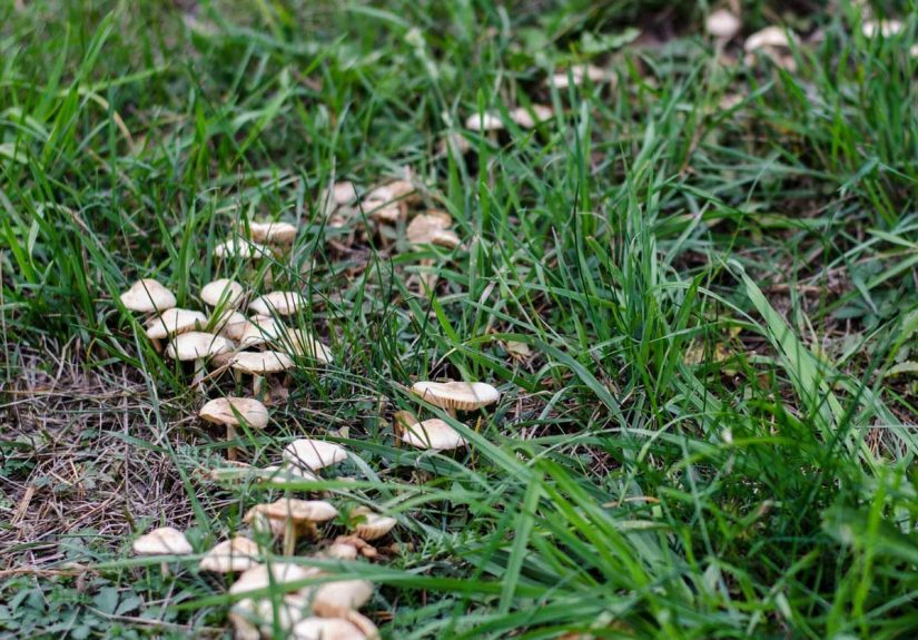 What Are Fairy Rings and Why Are They in My Grass?