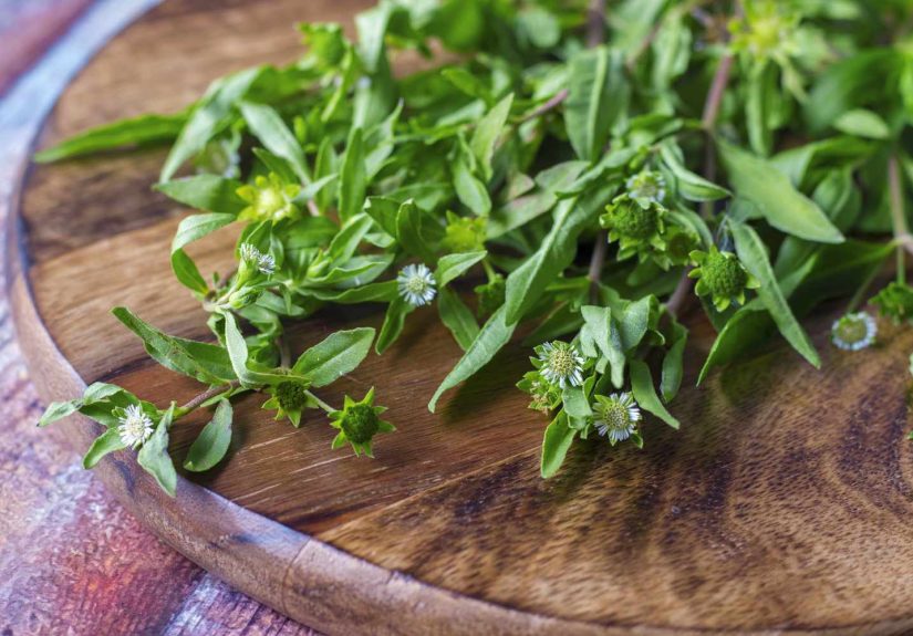 What Is Bhringraj Oil? Benefits and How to Use It