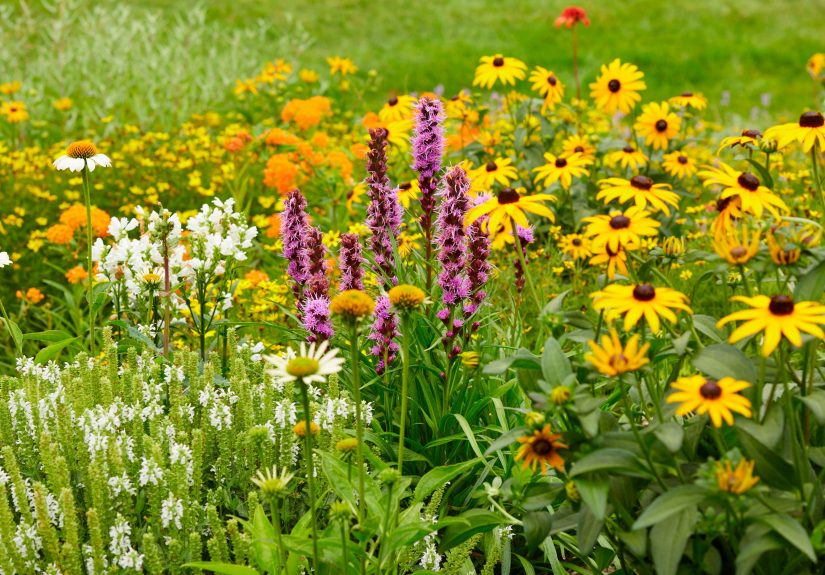 10 Perennials to Start from Seed Now for a Garden Full of Blooms Next Year
