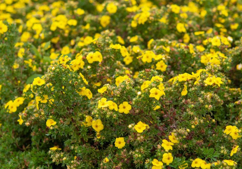 12 Low-Maintenance, Drought-Tolerant Shrubs That Will Always Thrive