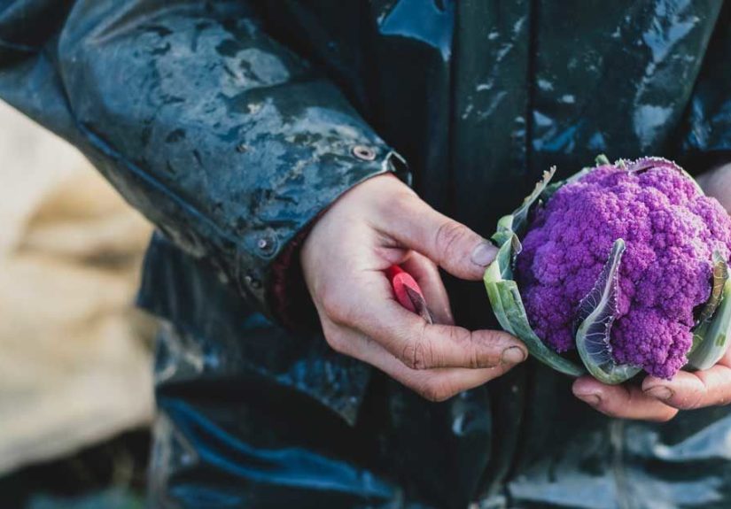 16 Delicious and Nutritious Purple Foods