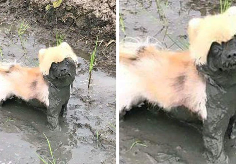 249 Reasons You Should Never Let Your Dog Play In The Mud