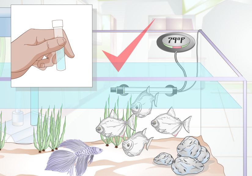 3 Ways to Add a Betta to a Community Tank