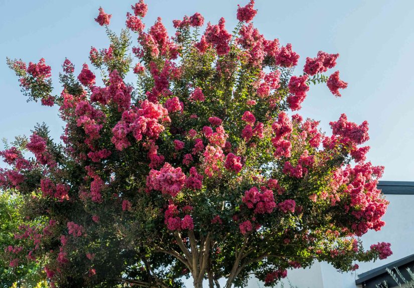 5 Reasons Your Crepe Myrtle Isn’t Blooming and How to Fix It