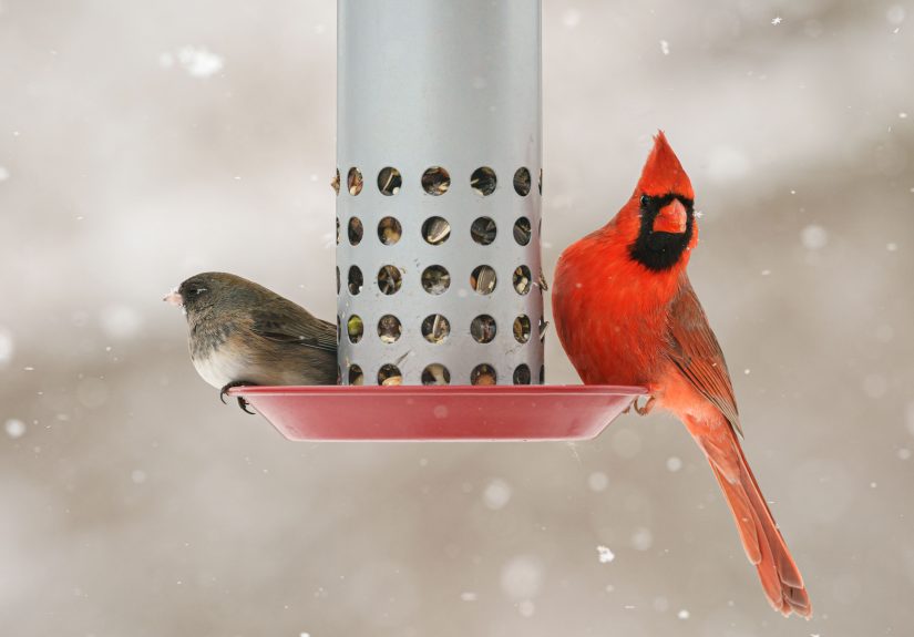 5 Ways to Make Your Backyard a Bird Haven This Winter