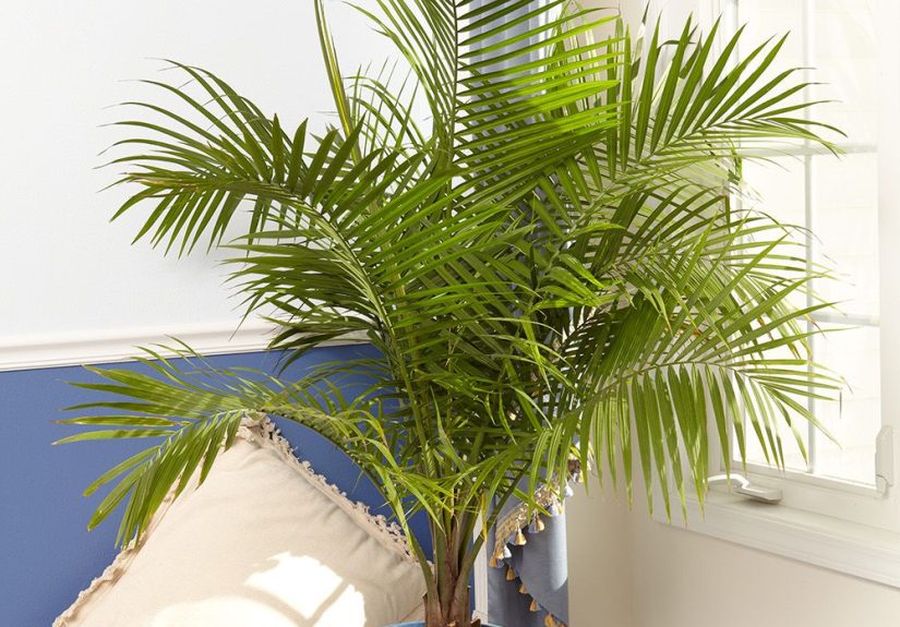 7 Essential Indoor Palm Plant Care Tips