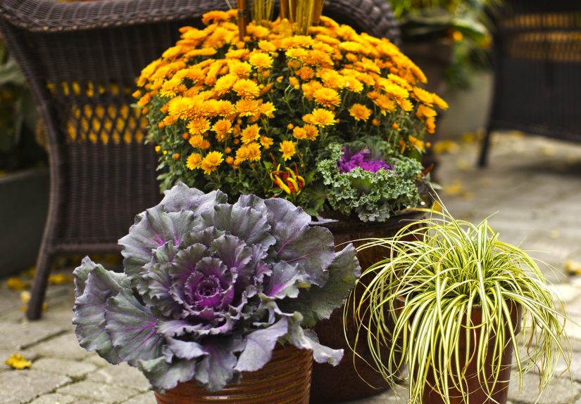 8 Companion Plants to Pair with Fall Mums for a Stunning Autumn Garden Display