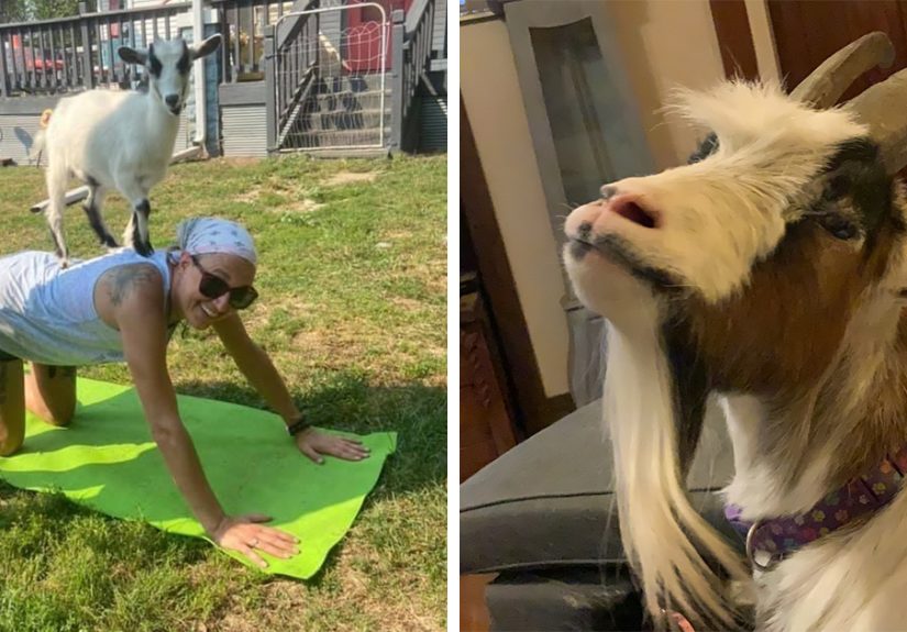 A New Kind Of Animal Rescue: Check Out These Cute Goats And Sheep