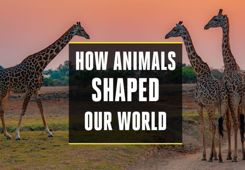 Animal Inspired Technologies