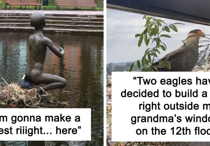 “Bird Made Its Nest In My Mop”: 50 People Share Pictures Of Nests In The Most Random Places (New Pics)