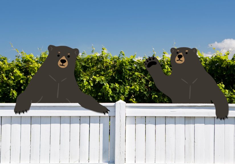 Encounters with Bears Are Surging in America