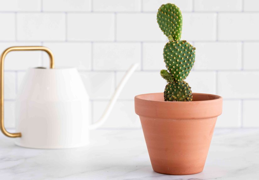 How to Grow and Care for Prickly Pear Cactus