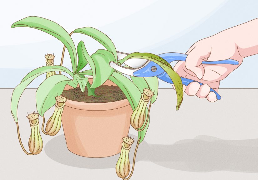How to Grow Pitcher Plants: 9 Steps
