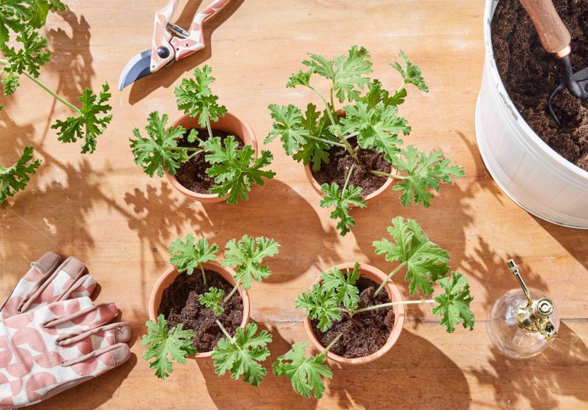 How to Propagate Geraniums Successfully for Even More Blooms