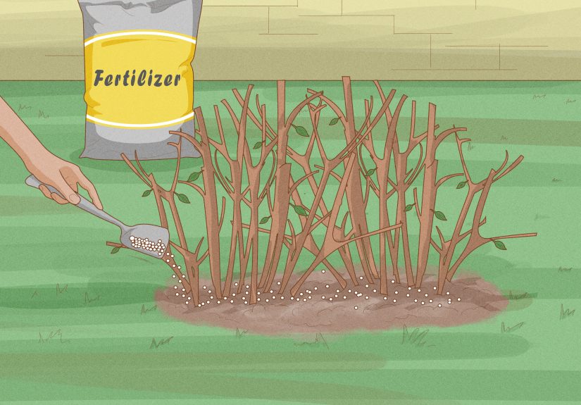 How to Prune an Azalea: Rules, Tools & Steps