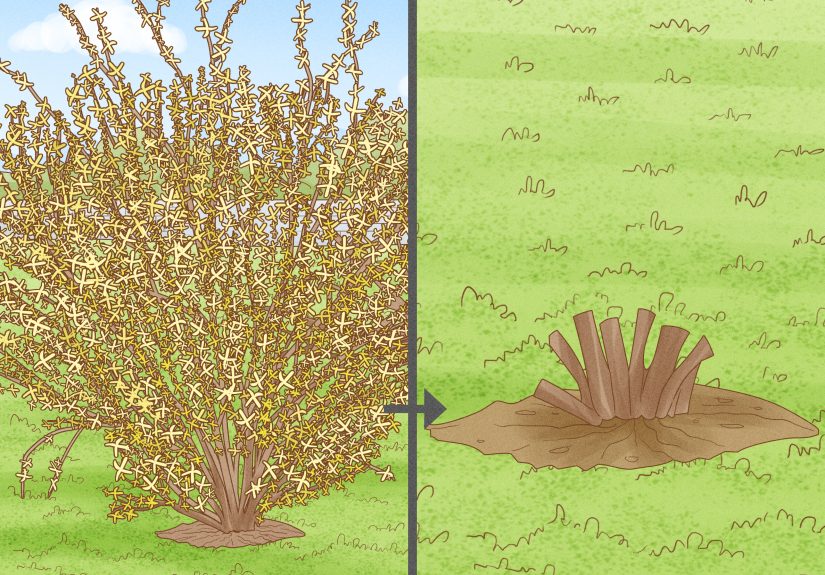 How to Prune Forsythia: 9 Steps