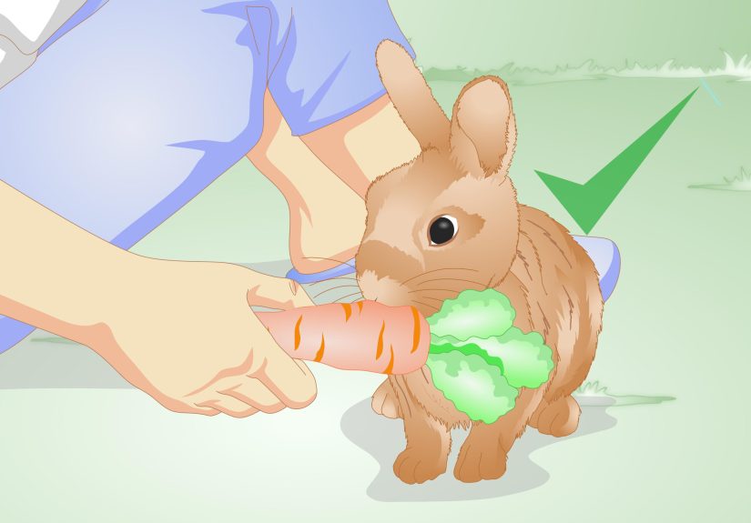 How to Tell if Your Rabbit Is Lonely: 11 Steps