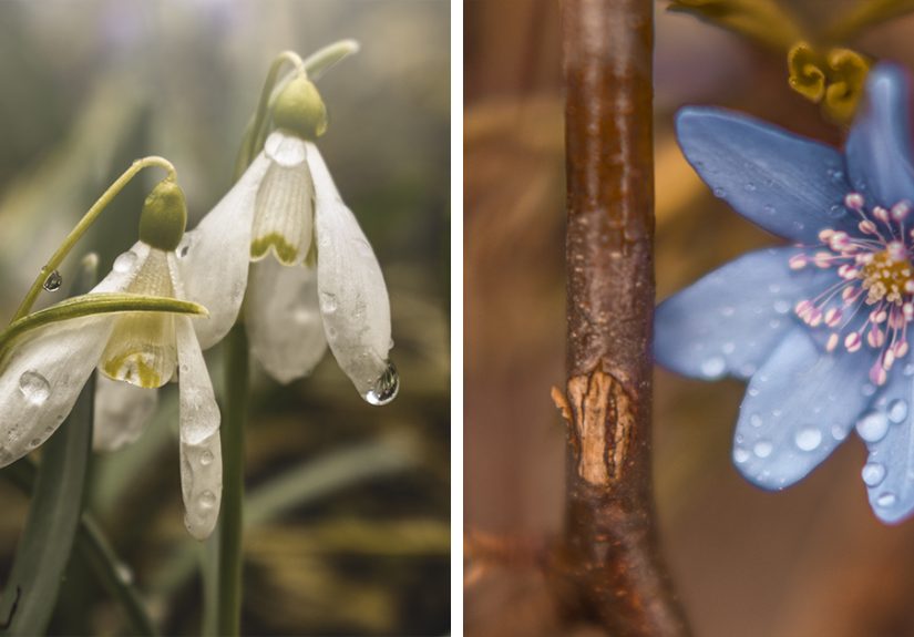 I Captured These 34 Macro Photos Of Flora And Fauna