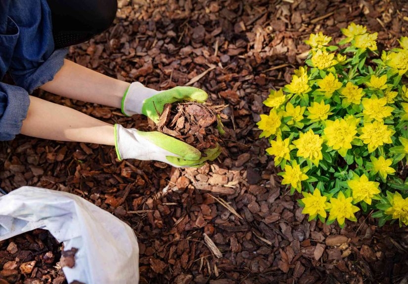 Mulching in Fall vs. SpringWhat’s the Best Time to Do It for Healthy Plants?