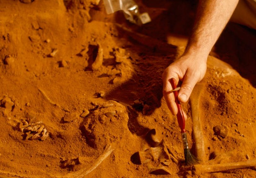 Scientists Find 520-Million-Year-Old Fossil With Brains and Guts
