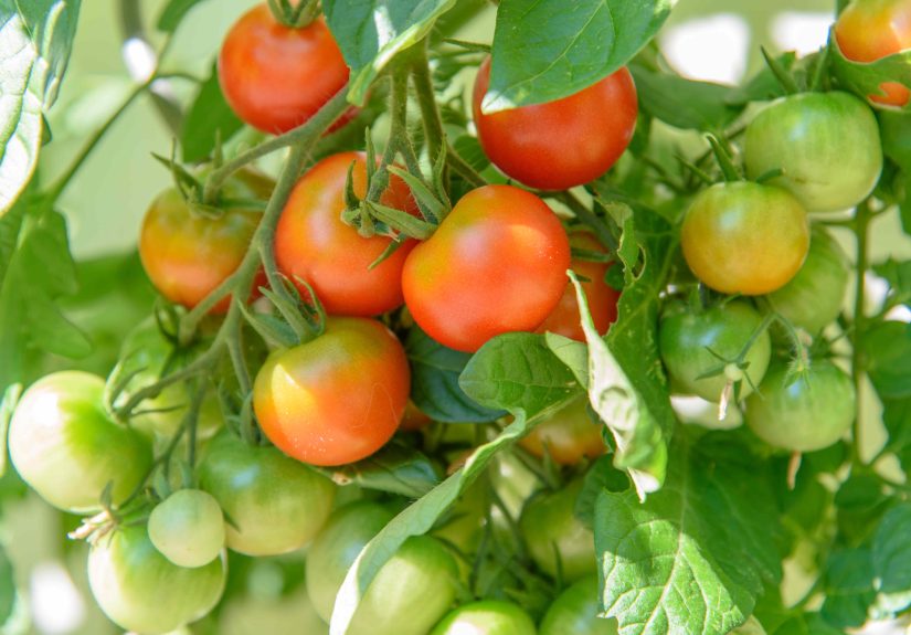 Should You Harvest Your Veggies Before a Heat Wave? Gardening Pros Weigh In