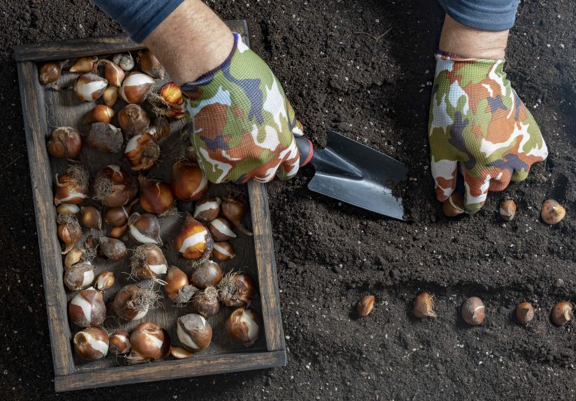 Should You Plant Tulip and Daffodil Bulbs in October? What Gardeners Say