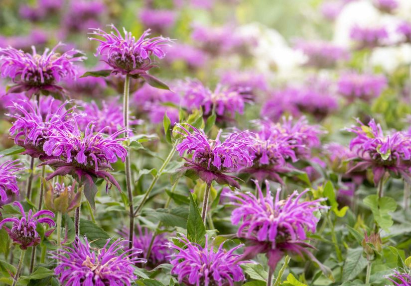 Should You Prune Your Bee Balm This Fall? We Asked Pro Gardeners
