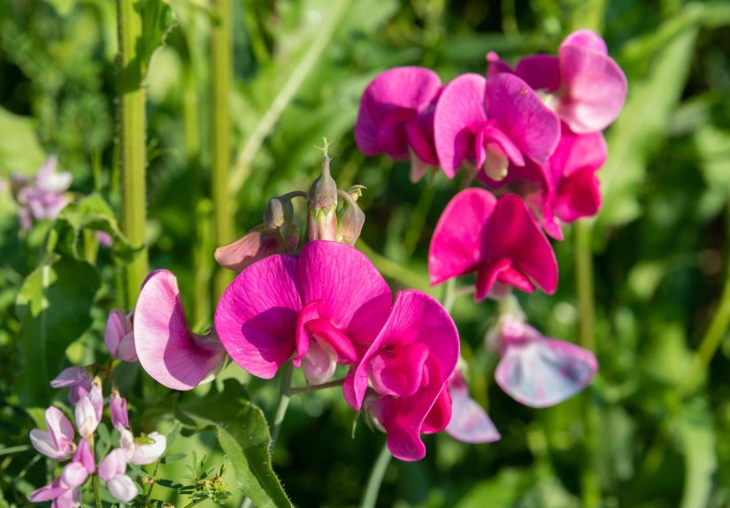 Sweet Pea Flowers: Planting, Care & Growing Guide