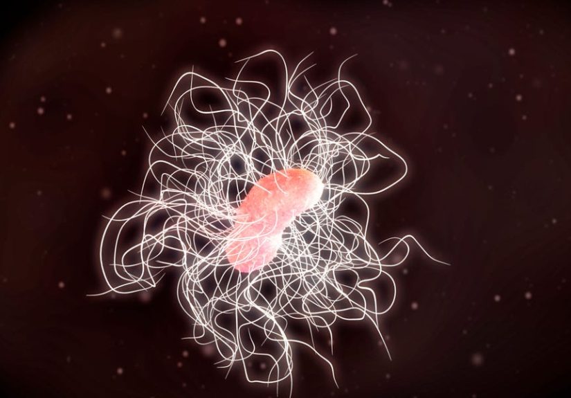 The Future of Medicine Lives in Your Gut