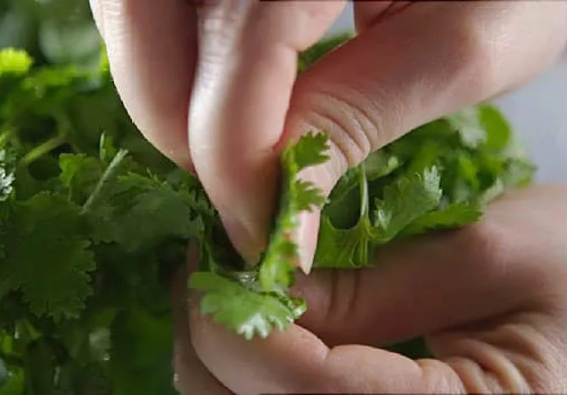 Video on Cilantro’s Taste, Origin, and Health Benefits