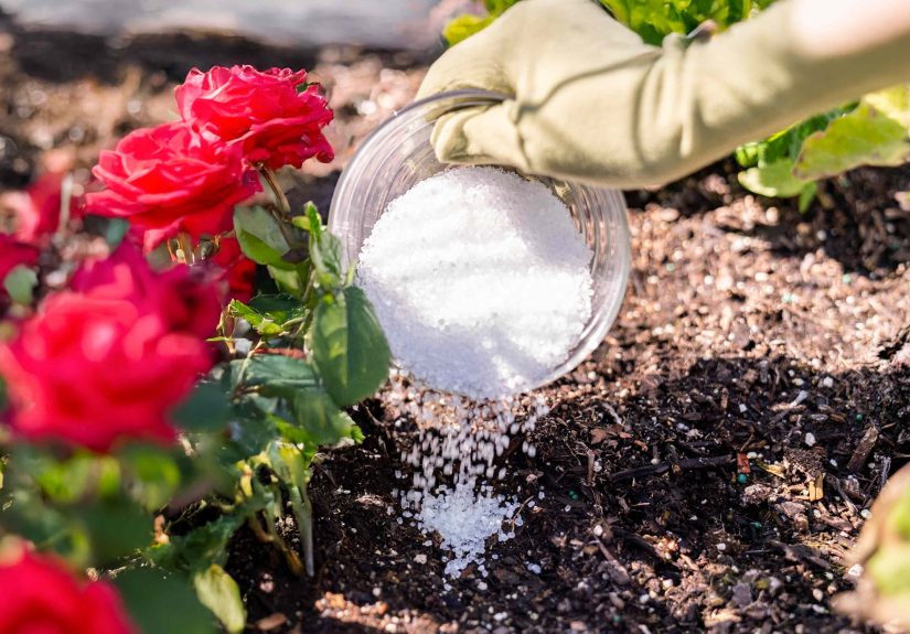 Want More Rose Blooms Before Fall? Here’s How Epsom Salt Can Help