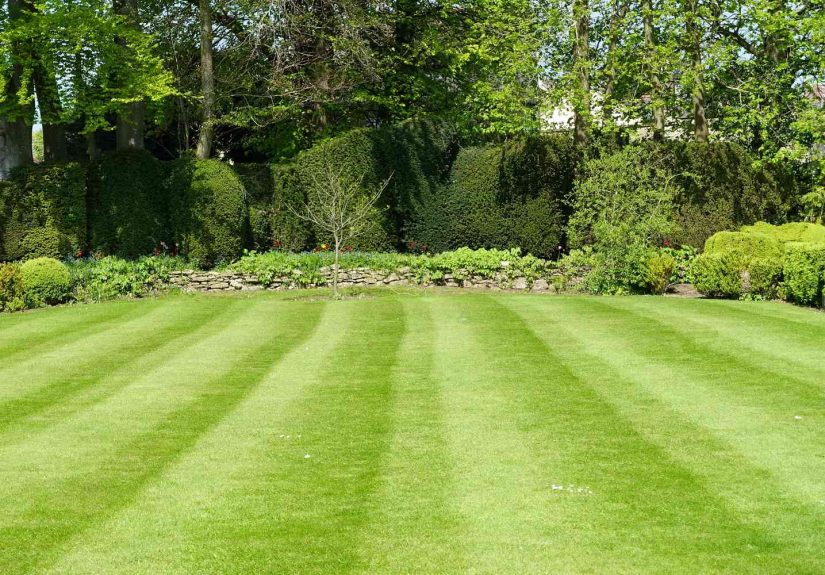 Why “No Mow May” Is Bad for Your Lawn and Wildlife