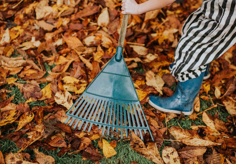 Why Using Old Leaves Can Help Your Garden Grow