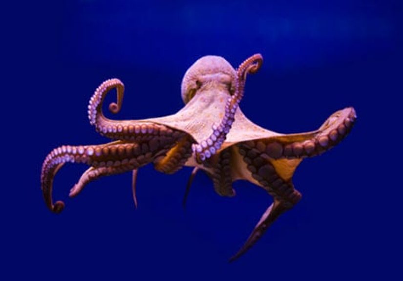 10 Amazing Ways That Animals Are Smarter Than You May Realise