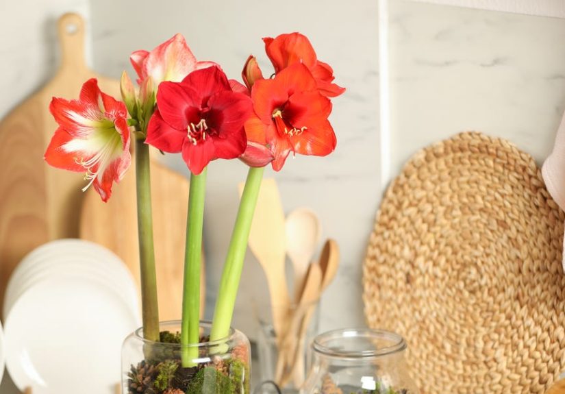 11 Beautiful Holiday Houseplants That Rival Poinsettias
