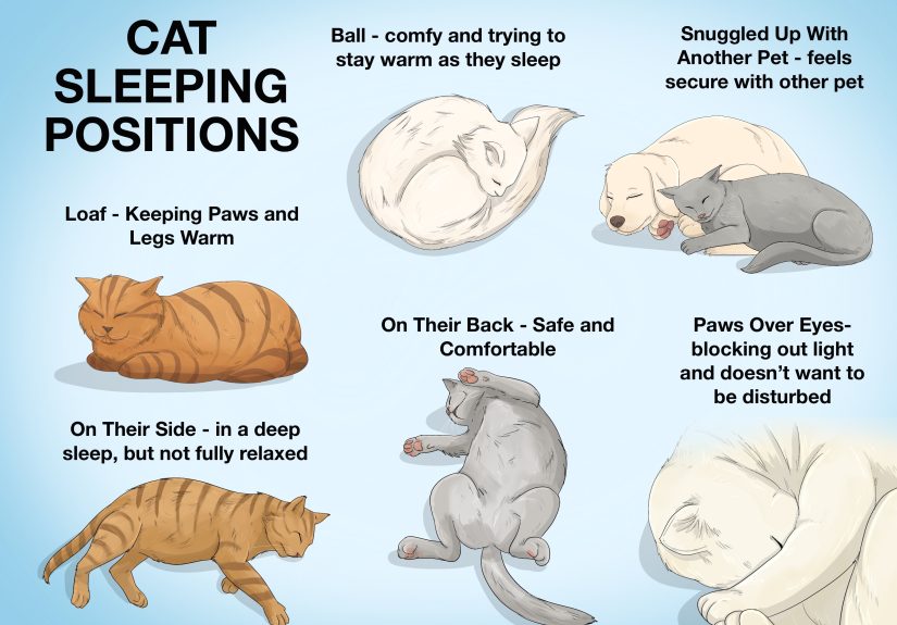 22 Cat Sleeping Positions (And What They Mean)