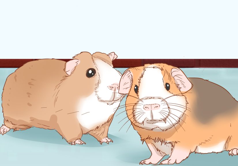 3 Ways to Help Your Guinea Pig Adjust to You