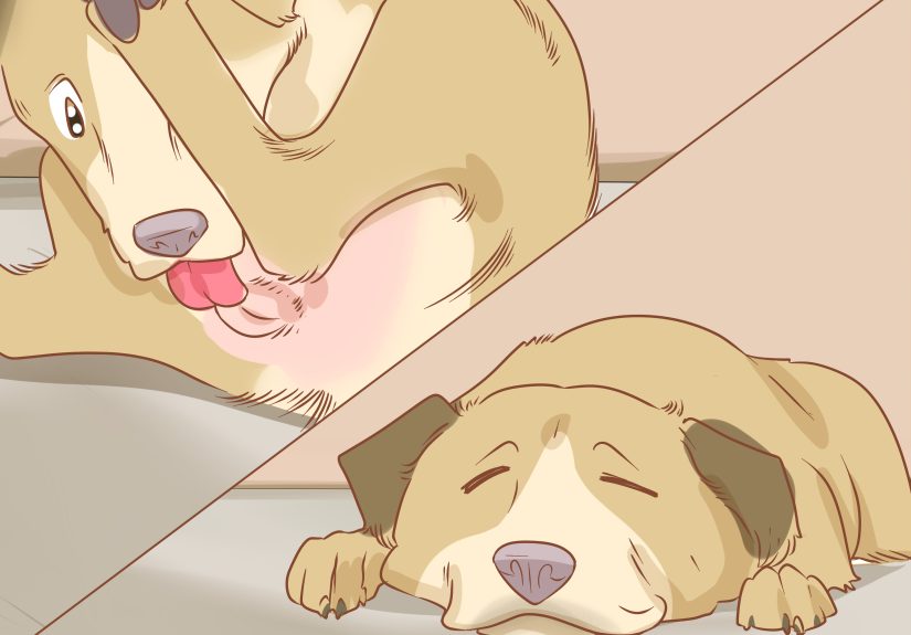3 Ways to Prevent Pyometra in Dogs