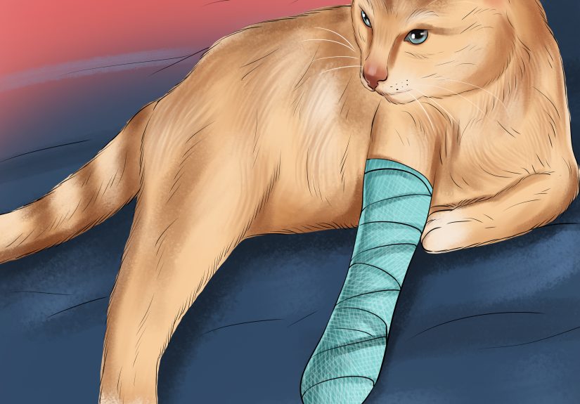 3 Ways to Treat Torn Footpads in Cats