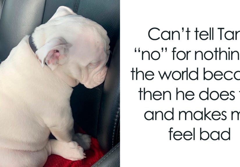 30 Wholesome Dog Posts That Will Hopefully Make Your Day