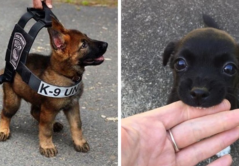 378 Of The Cutest Puppies Ever