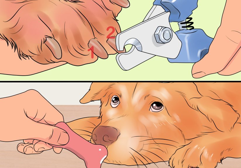 4 Easy Ways to File a Dog's Nails