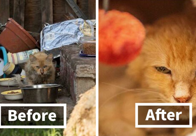 50 People Share How Their Beloved Cats Have Changed Since Being Adopted