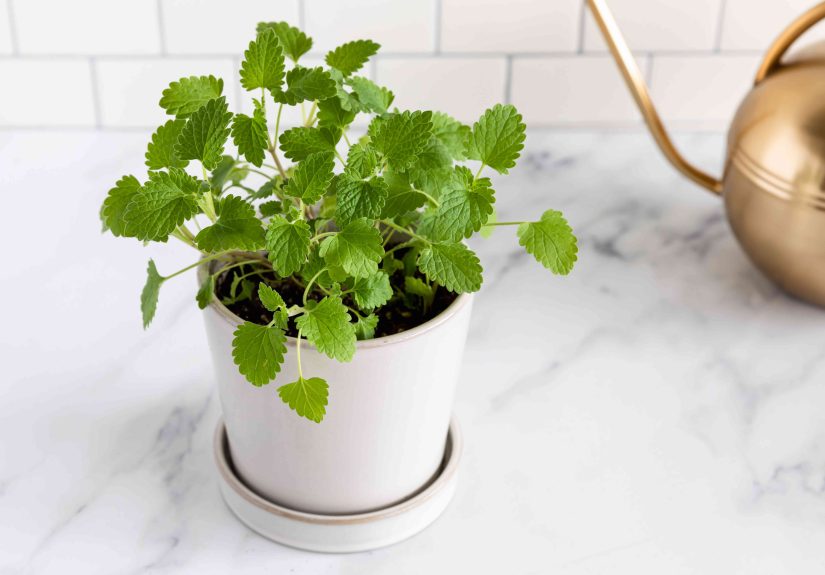 Catnip: Indoor Plant Care & Growing Guide