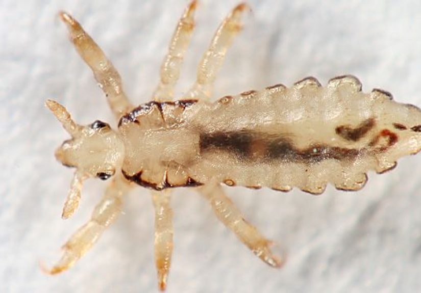 Head Lice Pictures: What Do Lice Look Like?