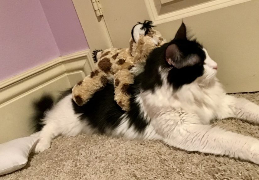 Hey Pandas, Please Photoshop My Cat