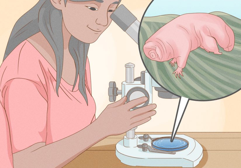 How to Find and Care for a Pet Tardigrade (Water Bear): 11 Steps